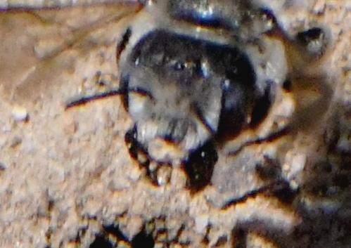Hoplitis cristatula